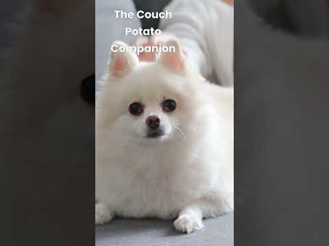 The Surprising Truth About Dog Behavior #dogbehavior #shorts