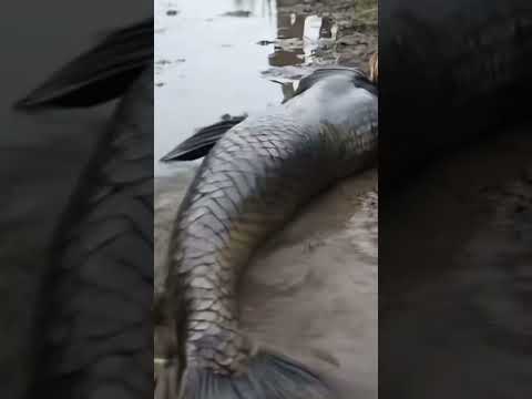 #italianbrainrot #mermaid #shorts #animals