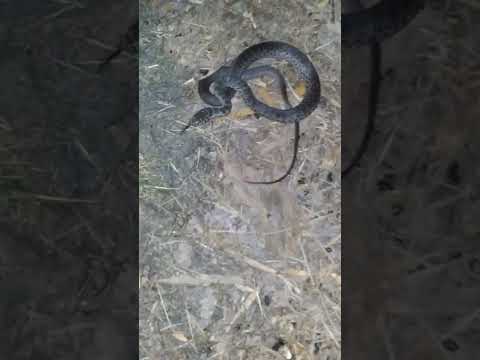 can you ID this snake?