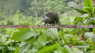 TOP 10 MUST VISIT DESTINATIONS IN UGANDA