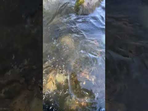 GOLD NUGGET stuck in bedrock