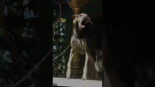 Power....⚡🥵 Kanni |Chipparai | Agreesivee....🔥 #kanni #savenativebreeds #shorts #pets #petlover