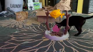 Tiny Cat Cracks Food Puzzle, Smart Kitty Eats Treats from Slow Feeder, Smartest Kitten Ever