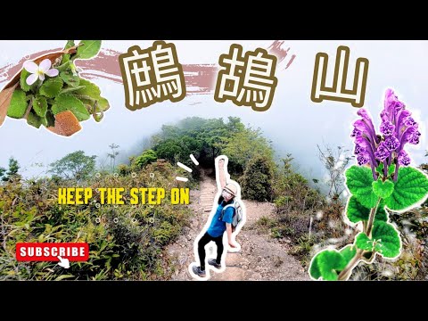 【夏天市區之選 | 80%樓梯林蔭路 ｜練氣之選!】鷓鴣山432米～ 練氣一流! 開心大發現，嬌小獨特的耳挖草、七星花