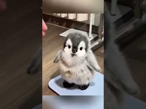 You are too light. You should eat more. #cute #adorable  #penguin #babyanimals #fluffy #cuteanimal