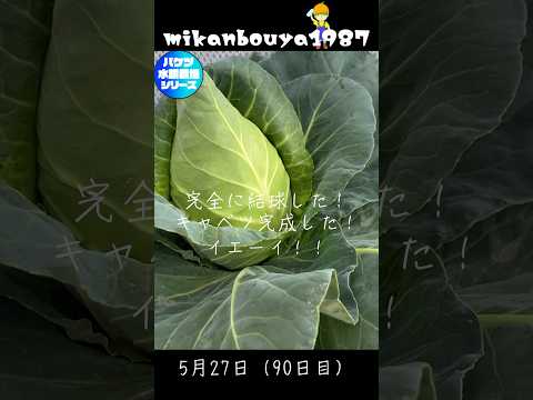 バケツdeキャベツを水耕栽培で育ててみました！ #家庭菜園 #バケツ栽培