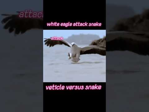 White eagle attack snake 🐍#whiteegale140 #animals #eagle #snake #trendingshorts