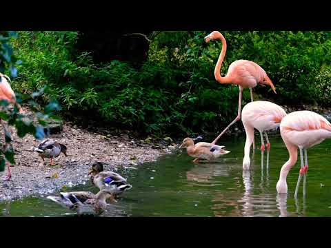 #beautiful bird ##flamingo & ##duck##