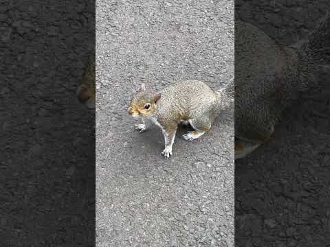 Squirrel #shorts #squirrel #squirrelvideo #squirrelwatching