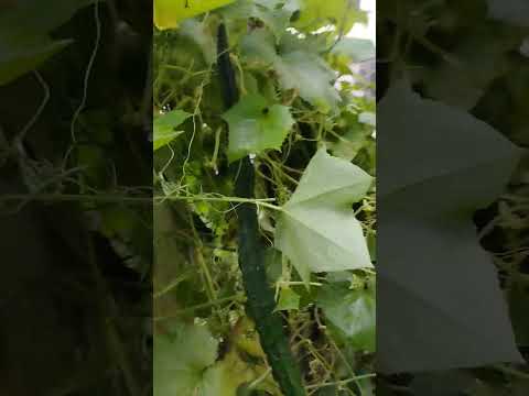 4 ตุลาคม ค.ศ. 2025