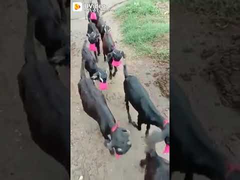 31 मार्च 2021