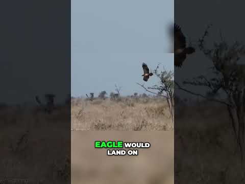 Eagle vs Deer: Nature's Most Insane Predator