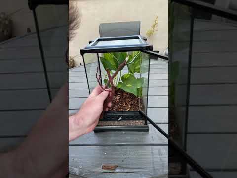 Building *NEW* Enclosure For World’s Smallest Geckos!! *TINY* #shorts
