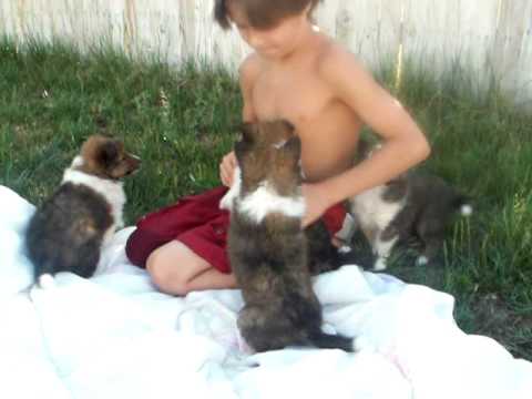 Shelties pups at 5 weeks