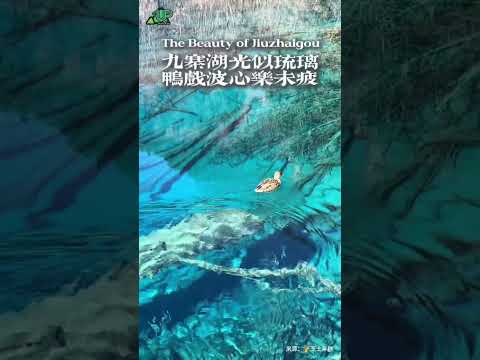 The Beauty of Jiuzhaigou 九寨湖光似琉璃，鸭戏波心乐未疲，这一幕美得宛如梦境！（来源：@🌈芝士年糕 ）#九寨沟 #一起感受大自然的美 #皆若空游无所依 #治愈系风景