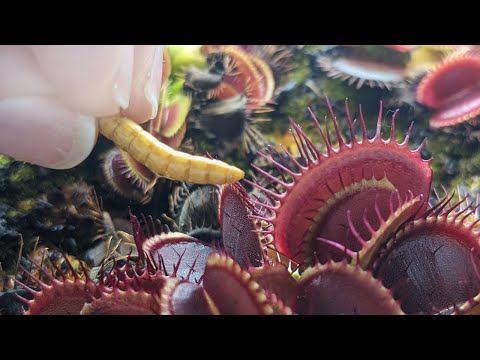 What Do Venus Fly Trap Eat - Best and Worst Options