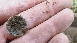 $ilvers 4 Day$     #63 #minelab #metaldetecting #equinox  #413 #massachusetts