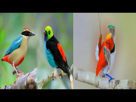 Top 5 Smallest Birds in the world #Smallestbrids #exoticbrids #Beatifulbrids