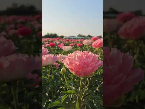 Beautiful Garden #viralvideo #viralshort