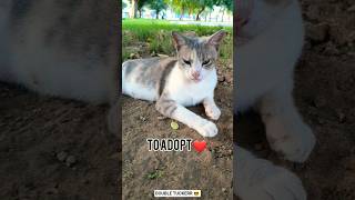 Nobody adopt me 😪🥺💔💔 #cat #cats #catshorts #catvideos #catlife #cute #love #kitten #pets #cutecat