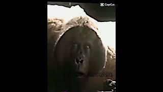 GIGANTOPITHECUS VS BIG FOOT #subscribe #like