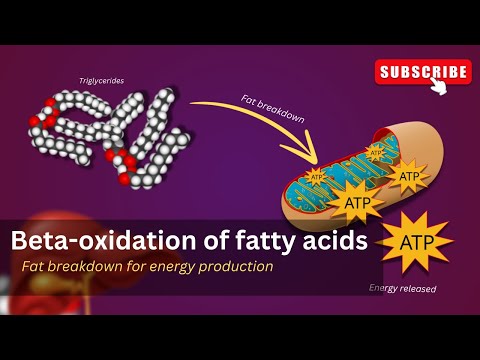 Lipid metabolism Explained 🔍🧬| Fat metabolism |  Beta oxidation of fatty acids