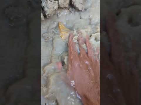 digging for gold in a muddy river #goldhunter #miner