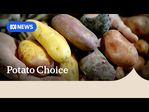 Supermarket standards limit potato varieties I ABC News