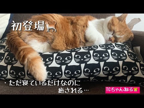 TGちゃんねる第2弾！猫の昼寝を定点カメラで撮ってみた❗️