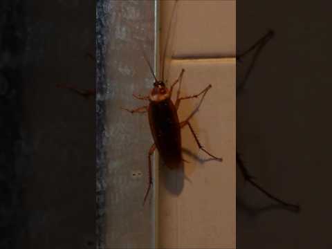 Roaches gone in 1 minute, no poison needed