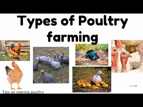 Types of poultry farming | Poultry farming