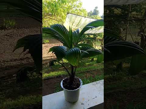 Coconut bonsai #nature #coconutbonsaidesplay