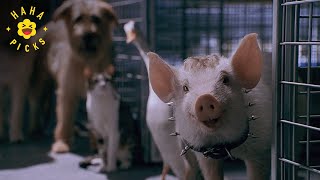 Escaping Animal Control | Babe: Pig in the City