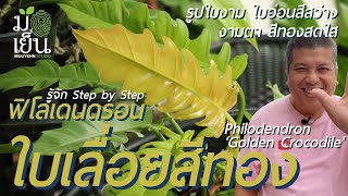 ฟิโลเดนดรอนใบเลื่อยสีทอง รูปใบงาม ใบอ่อนสีสว่างงามตา สีทองสดใส Philodendron ‘Golden Crocodile'
