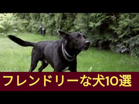 家族にぴったり！フレンドリーな犬種トップ10