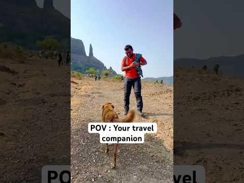 Messenger of God #dogshorts #love #travelbuddy #pune