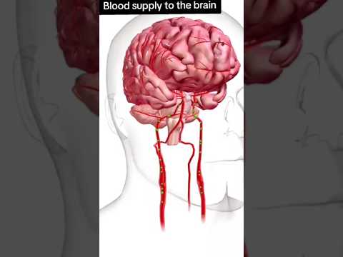 blood supply to the brain 🧠#3d #anatomy #medicosphere #viral #shorts #medicos #physiology #blood