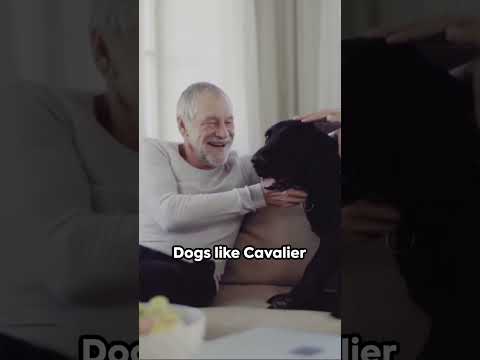 The Top 3 Perfect #pets  Companions for #seniors