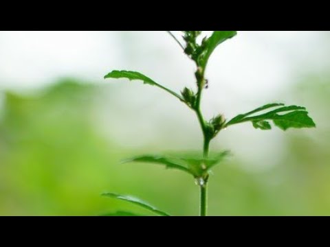 About plant for Grade 1....