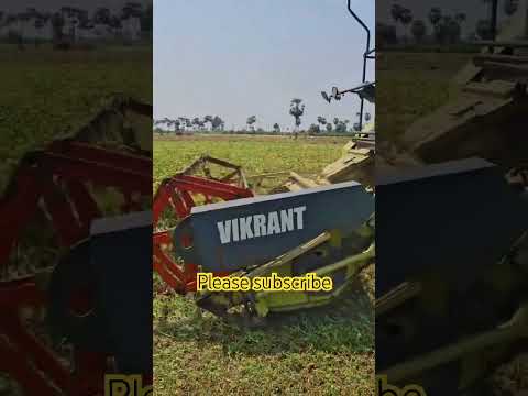 Black Gram Cutting! 🚜🔥(మినుముల) #folksong #entertainment #shortvideo #shorts #farming #farmer