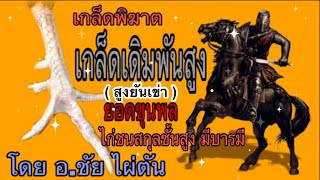 เกล็ดพิฆาต เกล็ดเดิมพันสูง ( สูงยันเข่า ) ยอดขุนพล ไก่ชนสกุลชั้นสูง มีบารมี # โดย อ.ชัย ไผ่ตัน