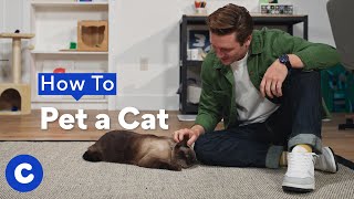 How to Pet Your Cat | Chewtorials
