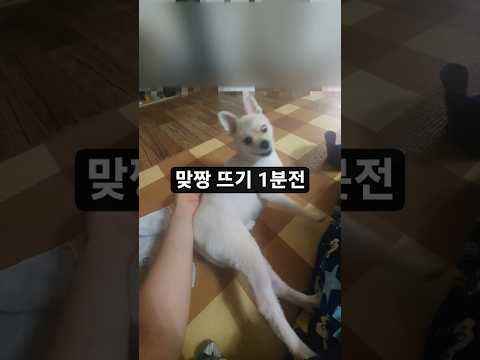 손vs강아지(세기의 대결) 승자는?#브이로그 #강아지 #야차룰