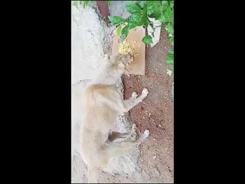 #dogs #part #of #family shows #unconditionallove