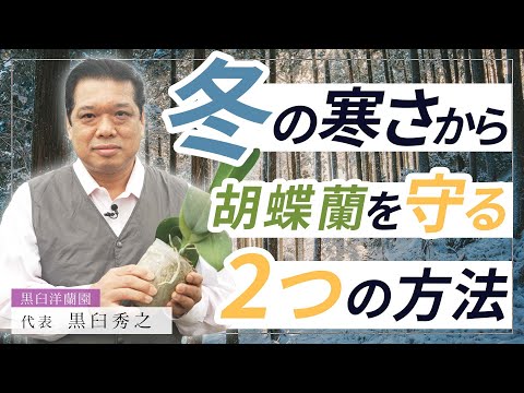 【胡蝶蘭】冬の寒さから胡蝶蘭を守る！２つの方法！