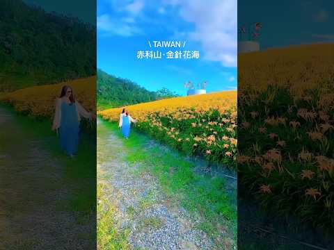📍赤科山·金針花季 #台灣旅遊 #台灣 #台灣景點 #花東 #金針花