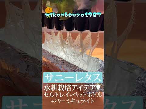 サニーレタスはペットボトルとセルトレイとバーミキュライトで簡単に栽培出来ます！水耕栽培