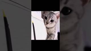 study with cat || study with my cat