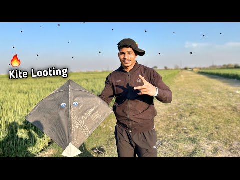 I Am Looted Kites In Ground | Kite Catching | Kite vlog