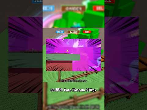 สอนวิธีทำ Bone Blossom 800kg แบบที่หัวแถวทำกัน #godnkshop #roblox #growagarden #games
